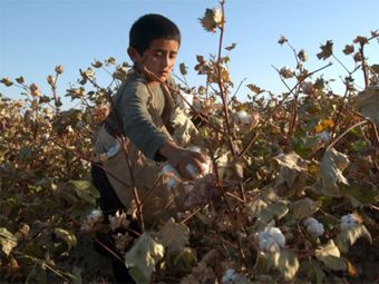 В Узбекистане прекратили использовать организованный детский труд
