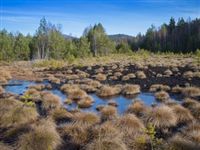 Водно-болотные угодья — земные хранилища углерода