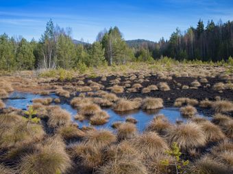 Водно-болотные угодья — земные хранилища углерода