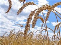 Экспорт пшеницы: борьба за лидерство