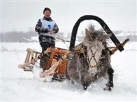 Селекционеры изучат арктических лошадей на скачках в Архангельской области
