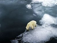 Ученые прогнозируют понижение температуры в Арктике не раньше 2020 года