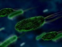 ВОЗ: двенадцать самых опасных бактерий, которые нам угрожают