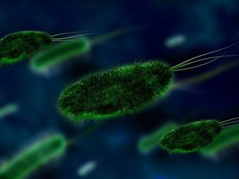 ВОЗ: двенадцать самых опасных бактерий, которые нам угрожают