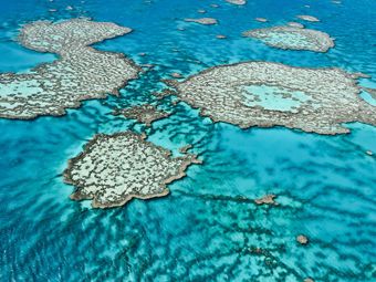 Большой Барьерный риф переживает очередное сильное обесцвечивание