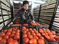 Турецкие помидоры не пустят на российский прилавок