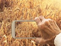 Сибирские ученые "научили" смартфон считать зерна в колосе по фотографии
