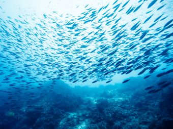 До 2050 года в Мировом океане исчезнет рыба 
