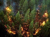 Ученые раскрыли связь между глобальным потеплением и пожарами в Сибири