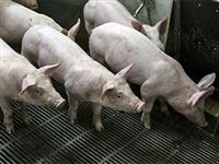 Чума свиней обошлась России в десятки миллиардов рублей