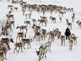Ученые изучат пути миграции северных оленей через плато Путорана в Красноярском крае