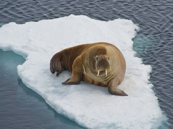 Опасно ли глобальное потепление для Арктики?