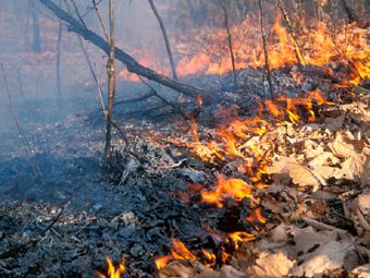 Ситуация с лесными пожарами в России сейчас уже хуже, чем по итогам прошлого года