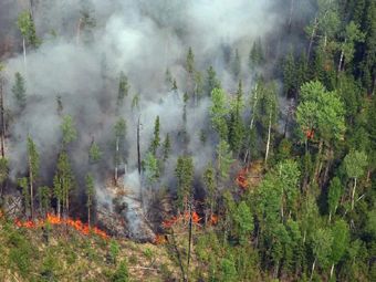 В Сибири тушат пожары на территории в 700 гектаров