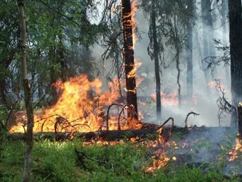 Сокрытие лесного пожара обернется крупным штрафом