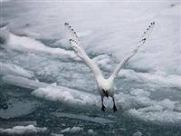 Краснокнижная белая чайка меняет поведение из-за изменения климата в Арктике