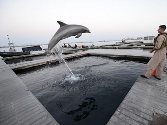 Пентагон увольняет боевых дельфинов