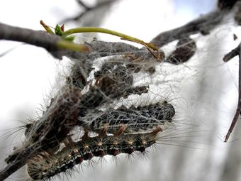Томские биологи ожидают рекордной вспышки размножения сибирского шелкопряда в 2017 году