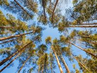 На Земле обнаружены миллионы гектаров «потерянных» лесов