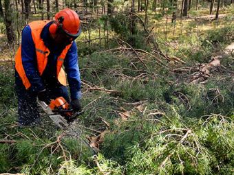 «Регионы-двоечники» отстранят от управления лесами