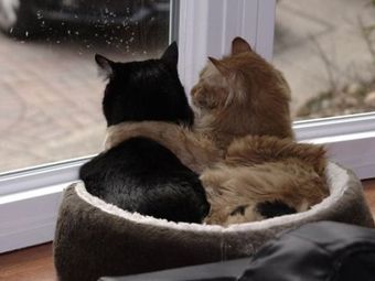 Дублинская ветклиника объявила вакансию на должность "обнимальщика" кошек