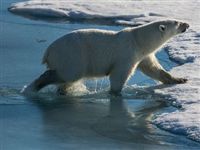 Эксперт: изменение климата в Арктике влияет на поведение и миграцию белых медведей