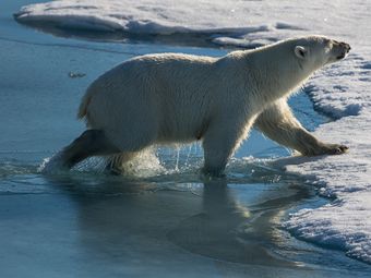 Эксперт: изменение климата в Арктике влияет на поведение и миграцию белых медведей