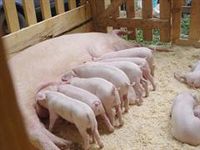 В Болотнинском районе готовится открытие стерильного свинокомплекса