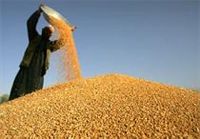 Зерно из Казахстана может обвалить рынок Алтая