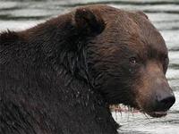 На Камчатке семья из трех человек убежала от медведя